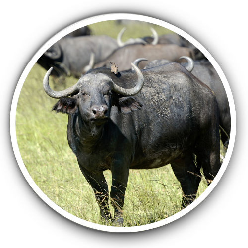 Buffalo Health