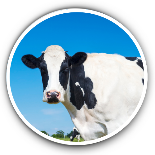 Cattle Nutrition