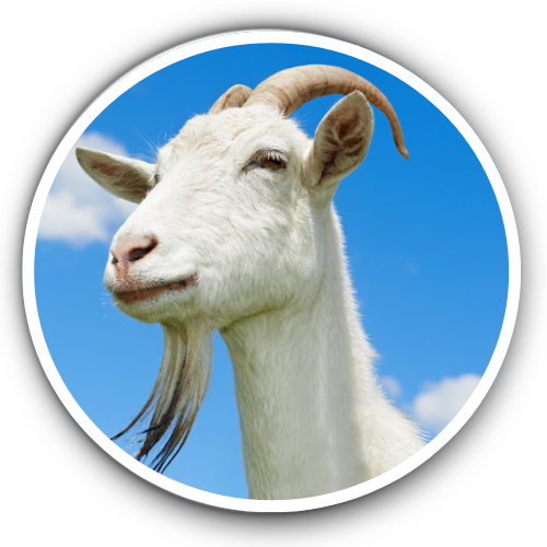 Goat Nutrition