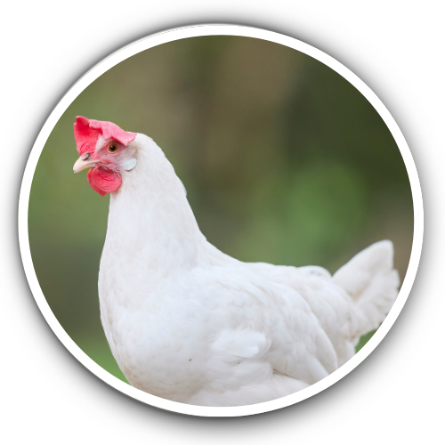 Poultry Nutrition