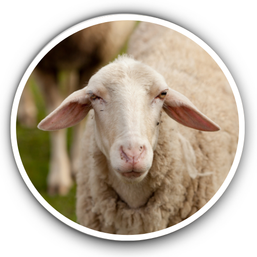 Sheep Health