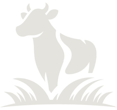 Cow Illustration Background