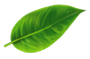 Liver Health for Livestock