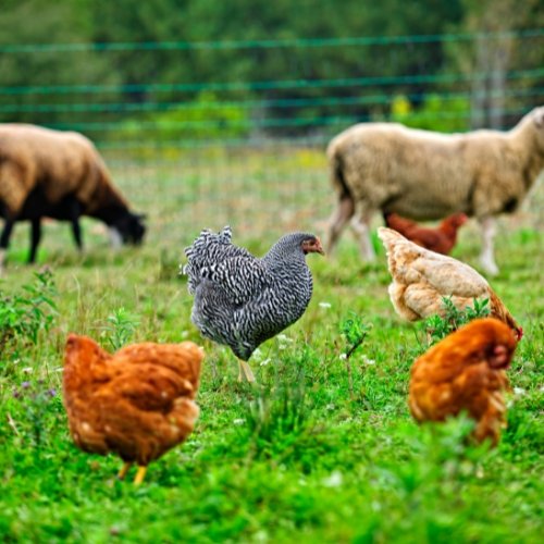 Poultry Health Management